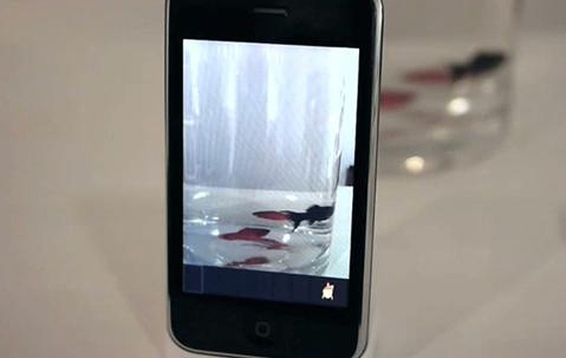 Goldfish Music Box / iPhone app